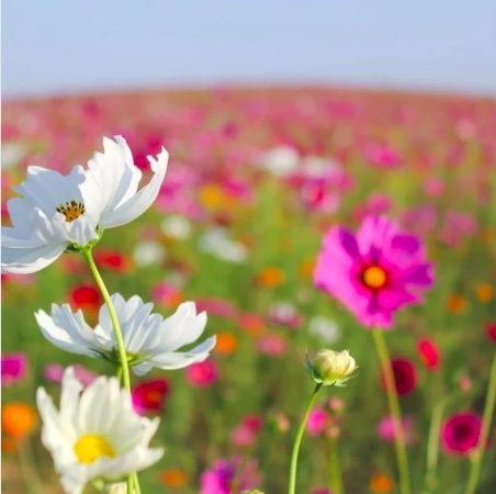flores de bach malditas nuestras aliadas flores de bach maestras dr bach