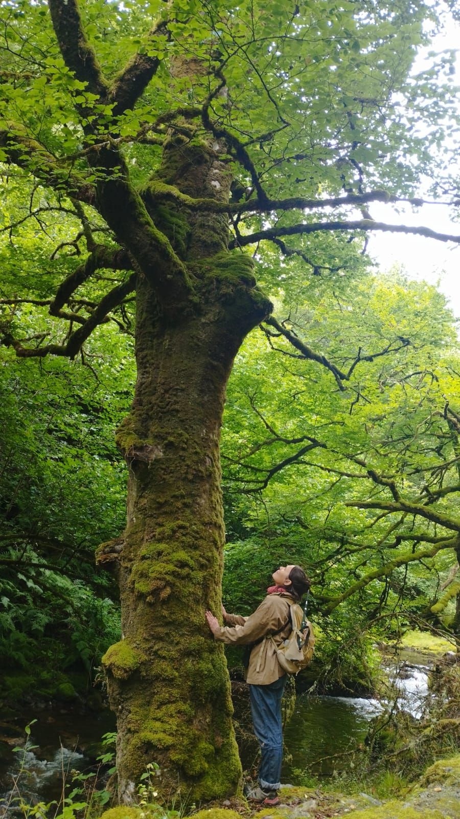 acompañar con las flores de Bach cuando el cuerpo te para, muniellos, reserva natural asturias